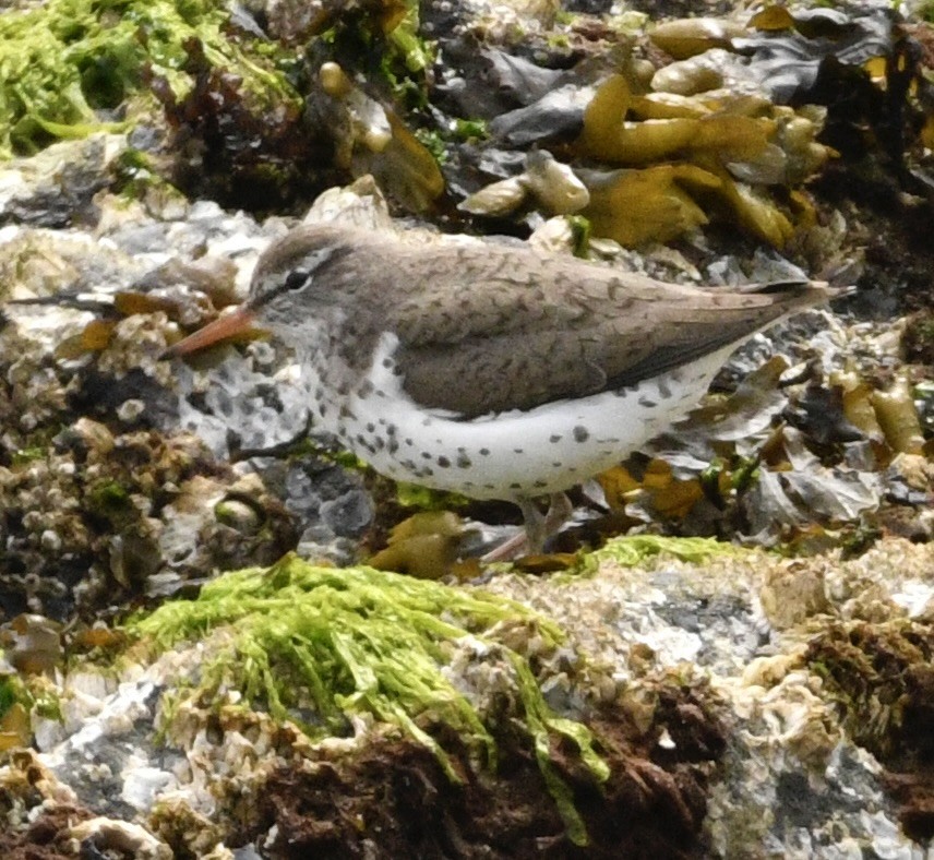 Spotted Sandpiper - ML636360611