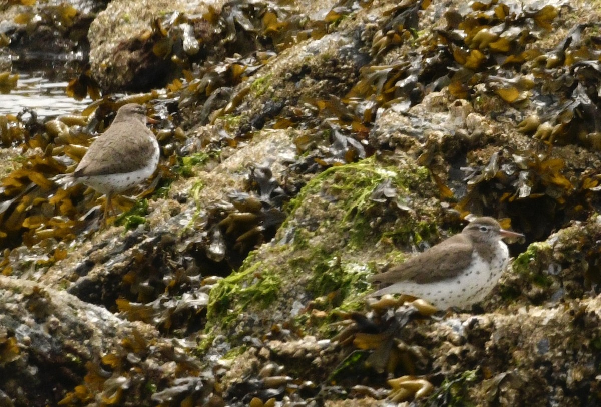 Spotted Sandpiper - ML636360612