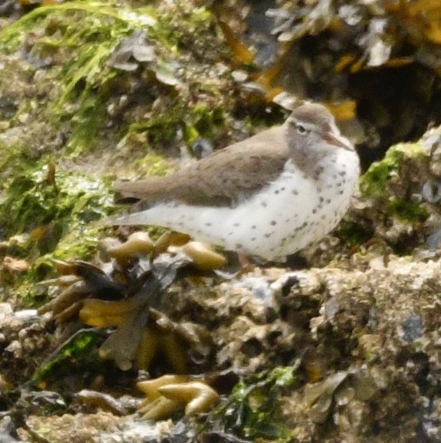 Spotted Sandpiper - ML636360614