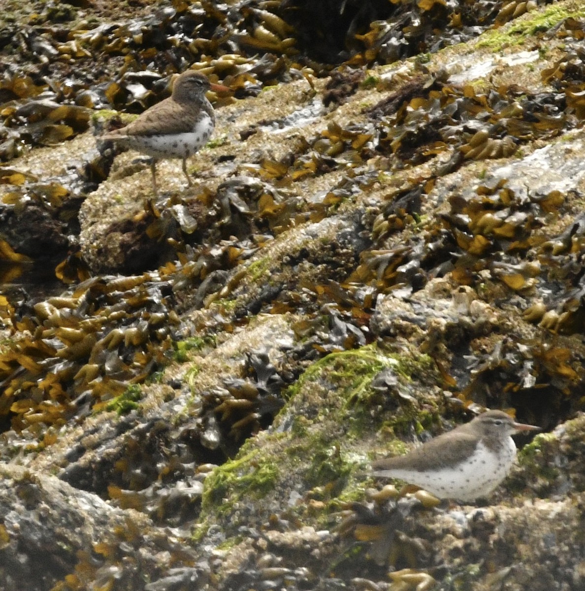Spotted Sandpiper - ML636360616