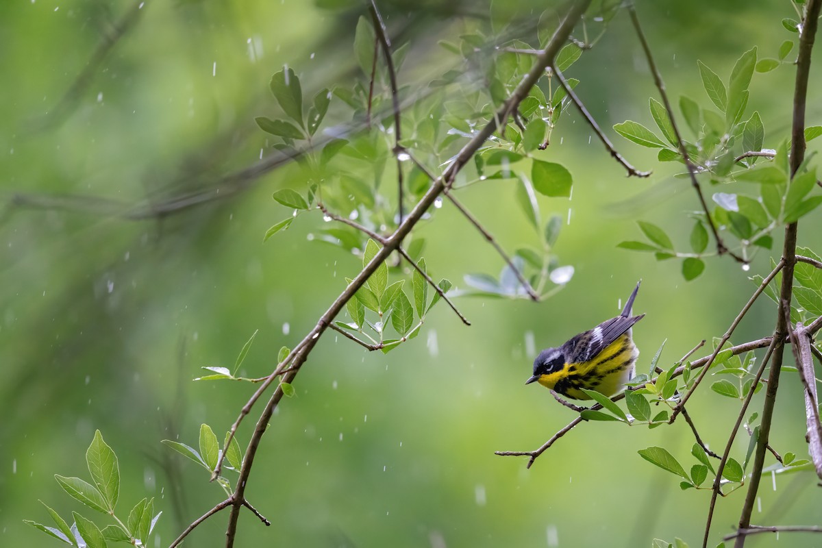 Magnolia Warbler - ML636360617