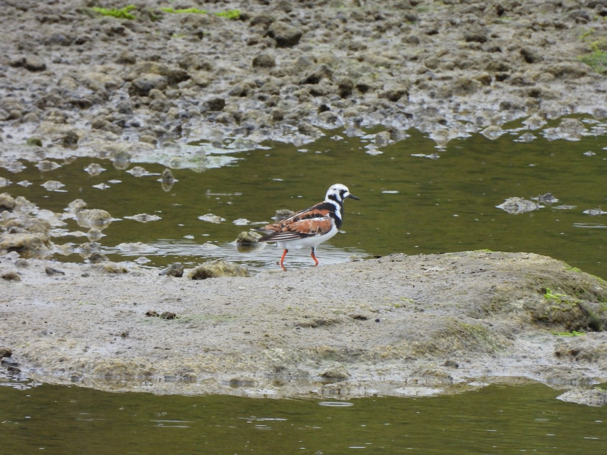Ruddy Turnstone - ML636360623
