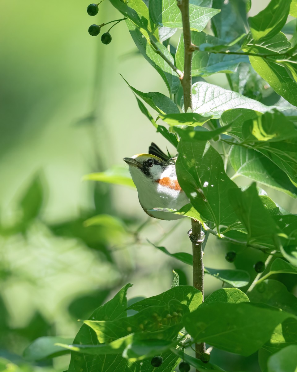 Chestnut-sided Warbler - ML636360640