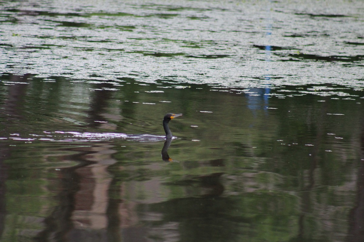 Double-crested Cormorant - ML636360641