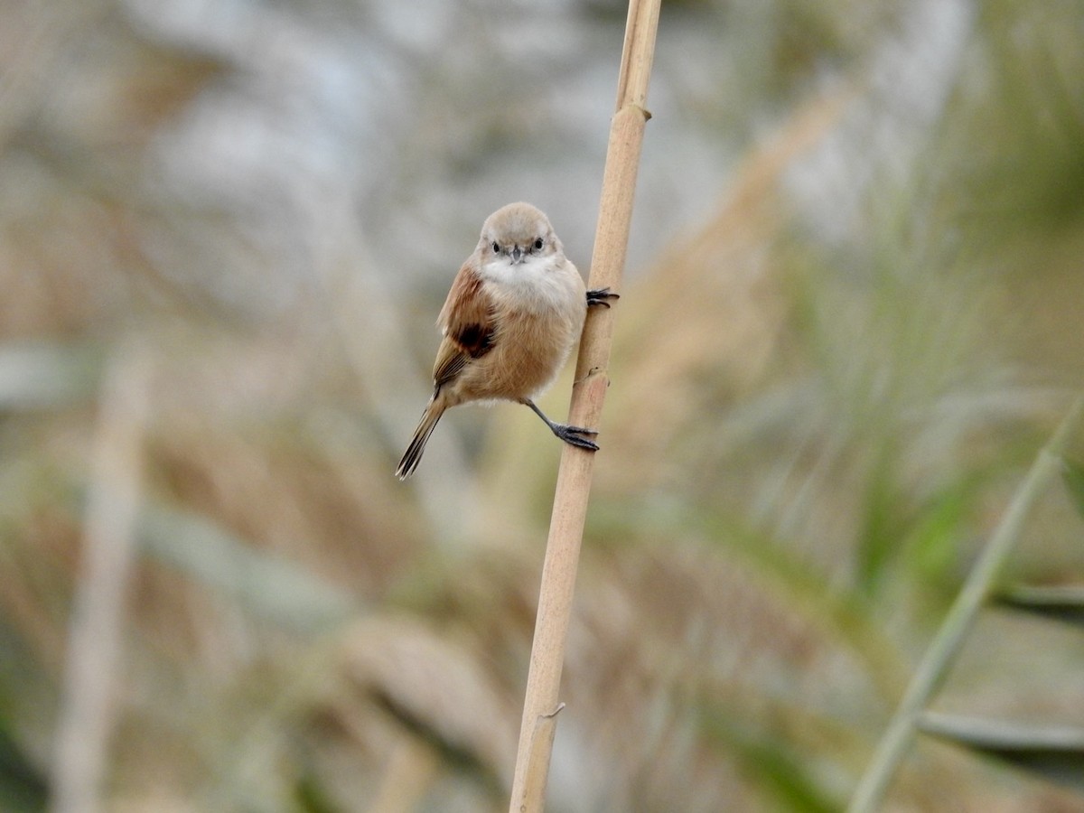Eurasian Penduline-Tit - ML636360651