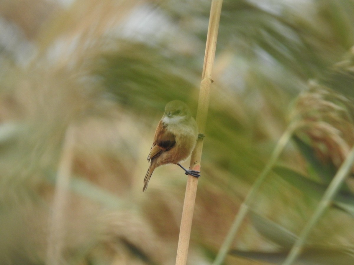 Eurasian Penduline-Tit - ML636360652