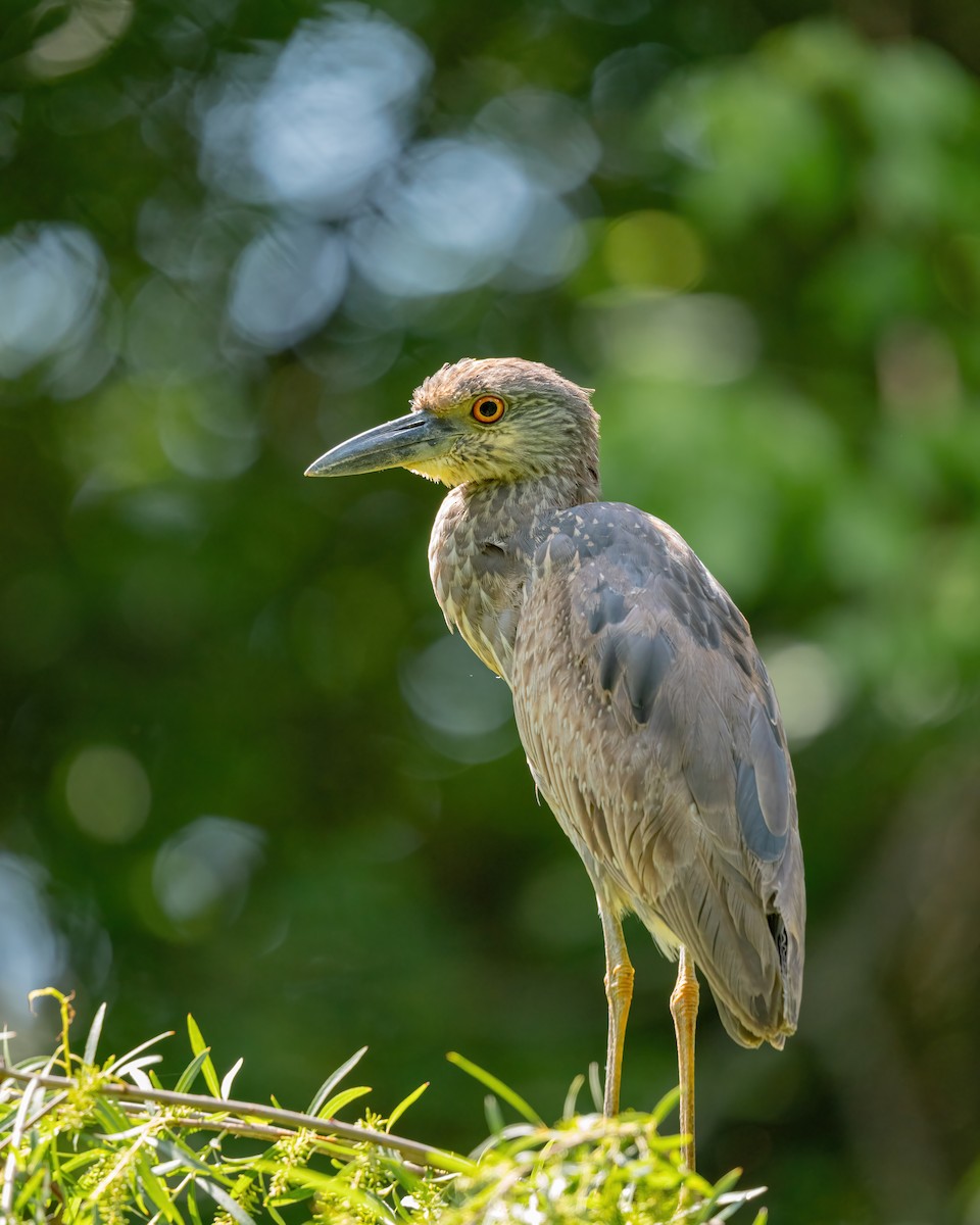 Yellow-crowned Night Heron - ML636360680