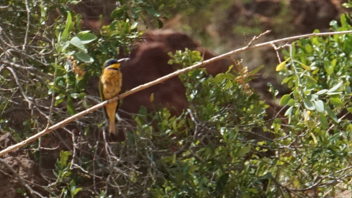 Ethiopian Bee-eater - ML636360690