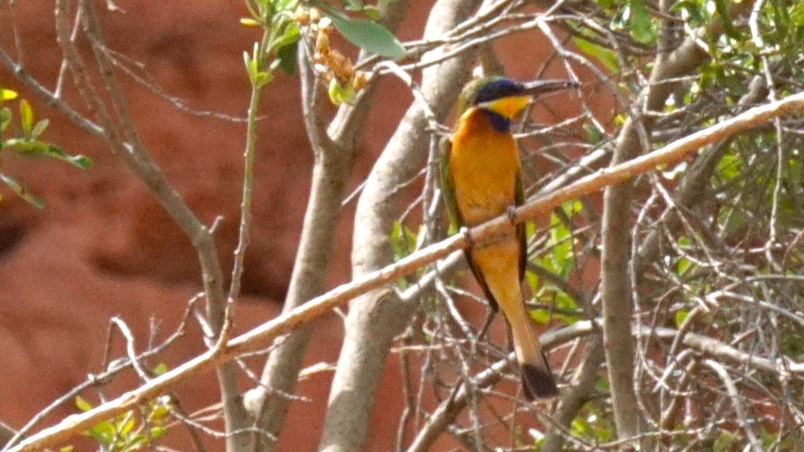 Ethiopian Bee-eater - ML636360691