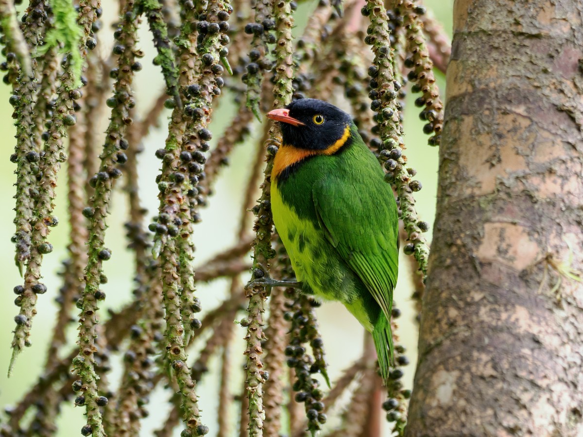 Orange-breasted Fruiteater - ML636360720