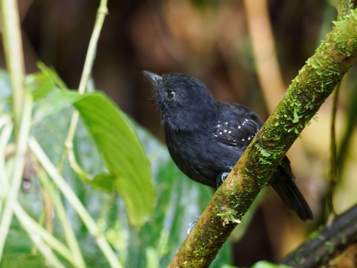 Bicolored Antvireo - ML636360738