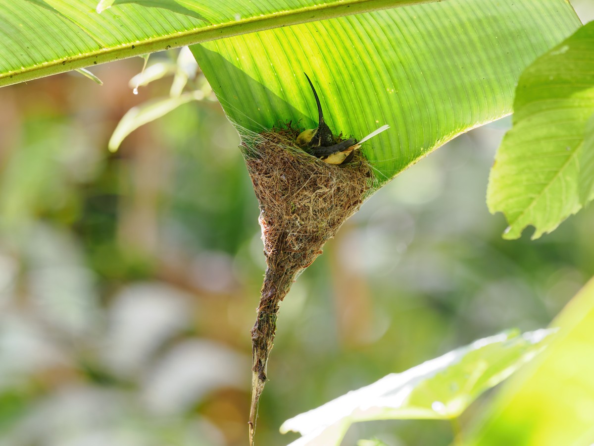 Tawny-bellied Hermit - ML636360750