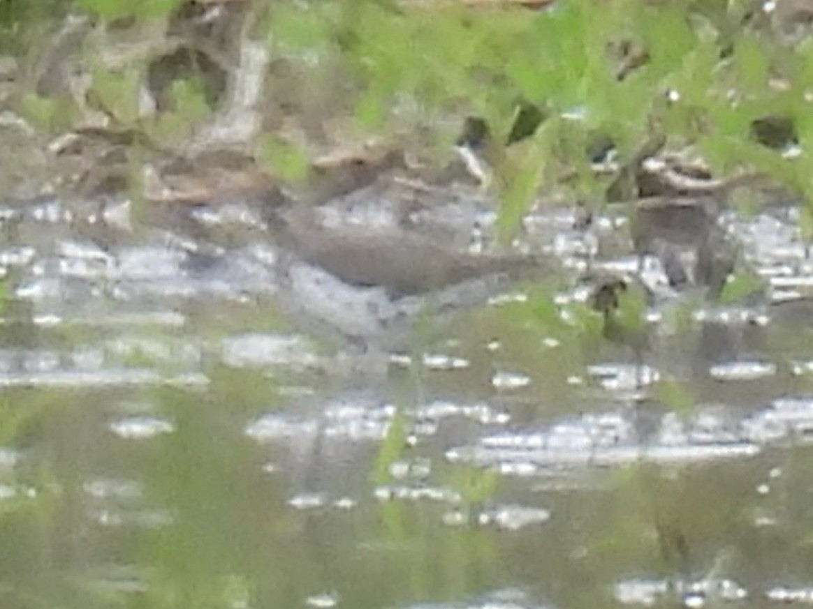 Spotted Sandpiper - ML636360826