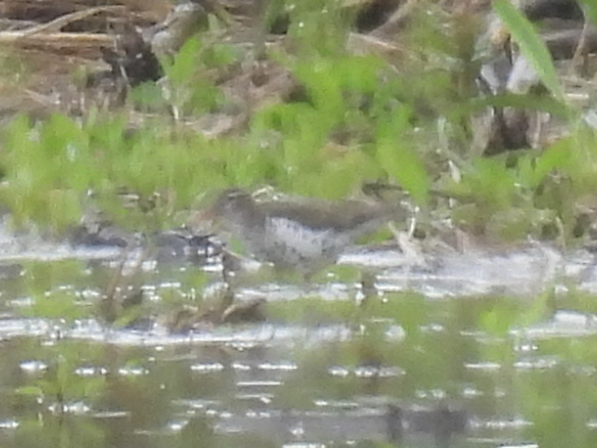 Spotted Sandpiper - ML636360827