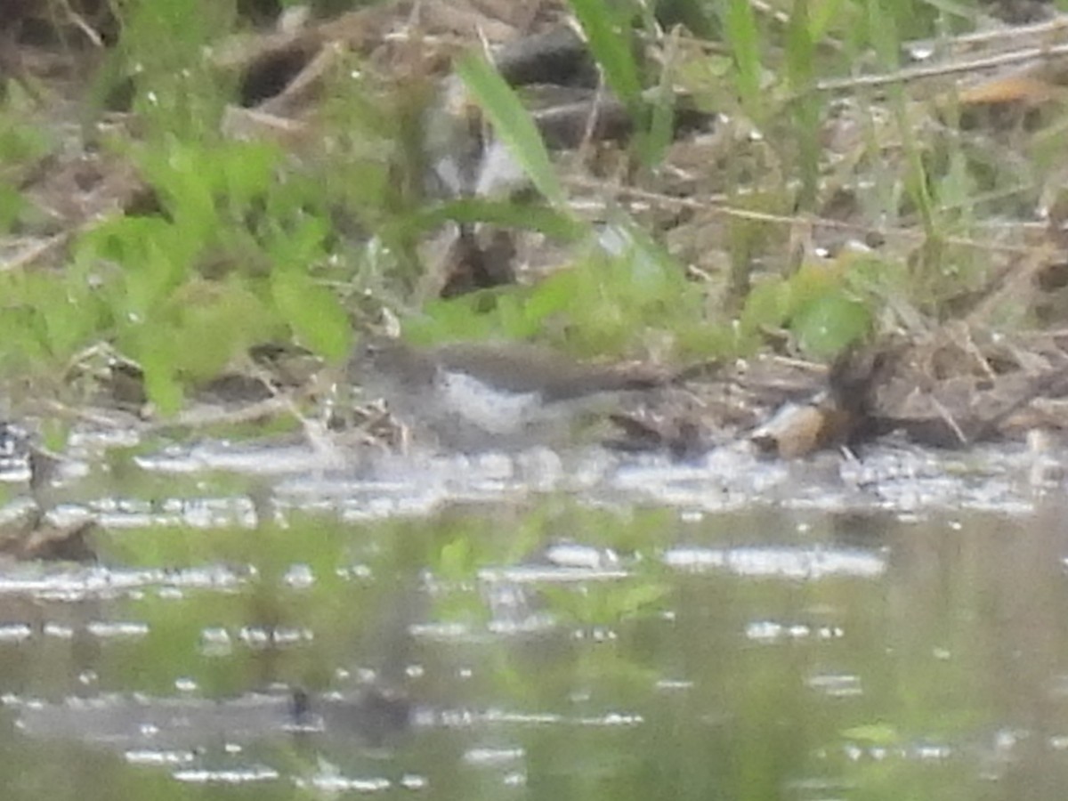 Spotted Sandpiper - ML636360828