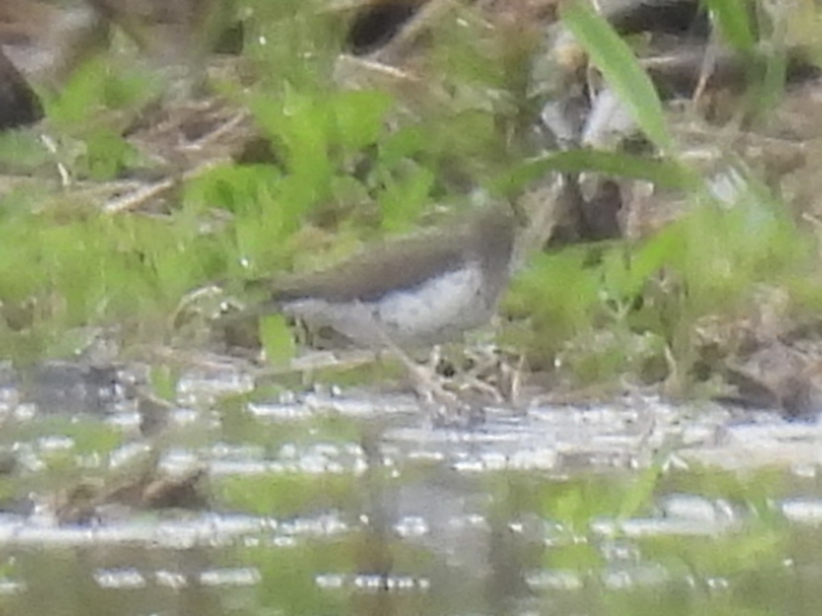 Spotted Sandpiper - ML636360829