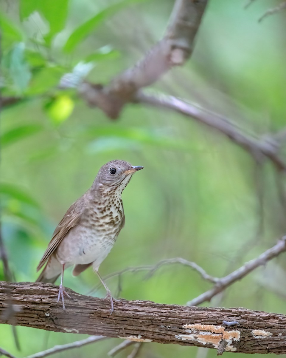 Gray-cheeked Thrush - ML636360876