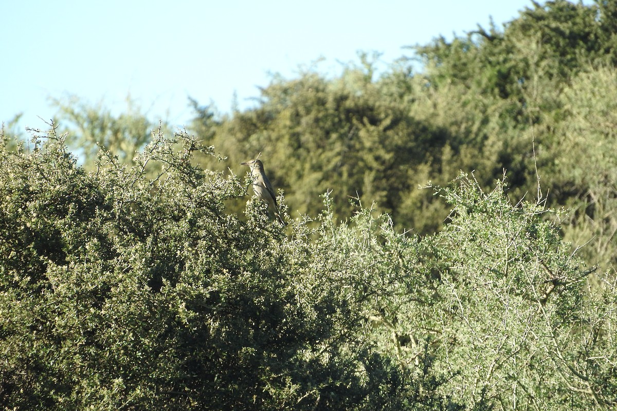 White-throated Cacholote - ML636360878