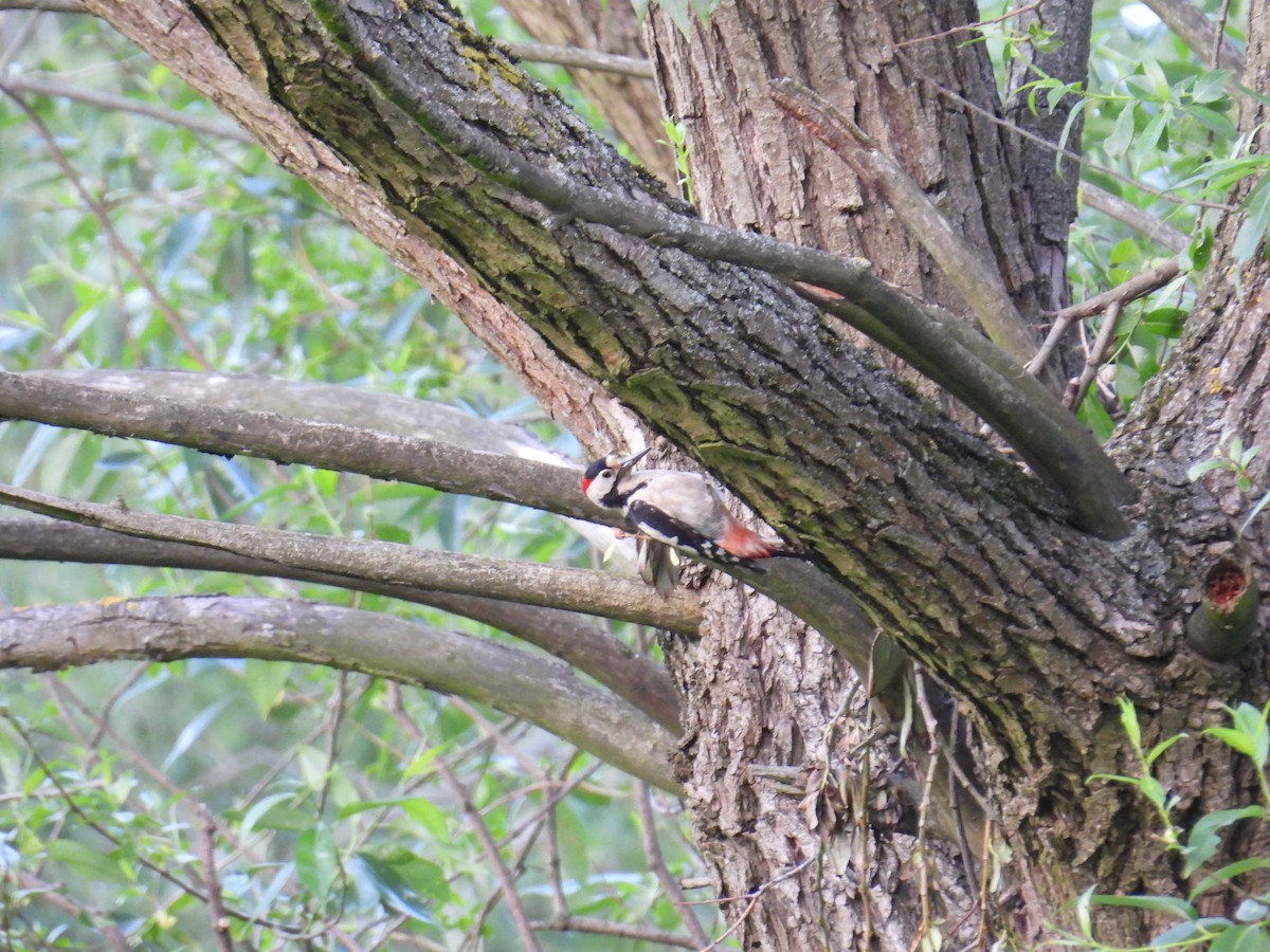 Syrian Woodpecker - ML636360894