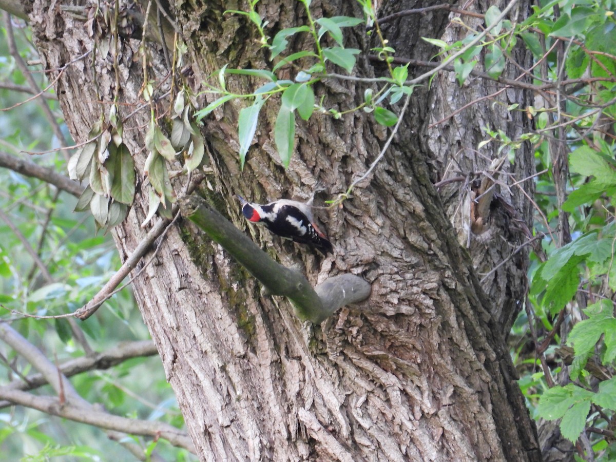 Syrian Woodpecker - ML636360895