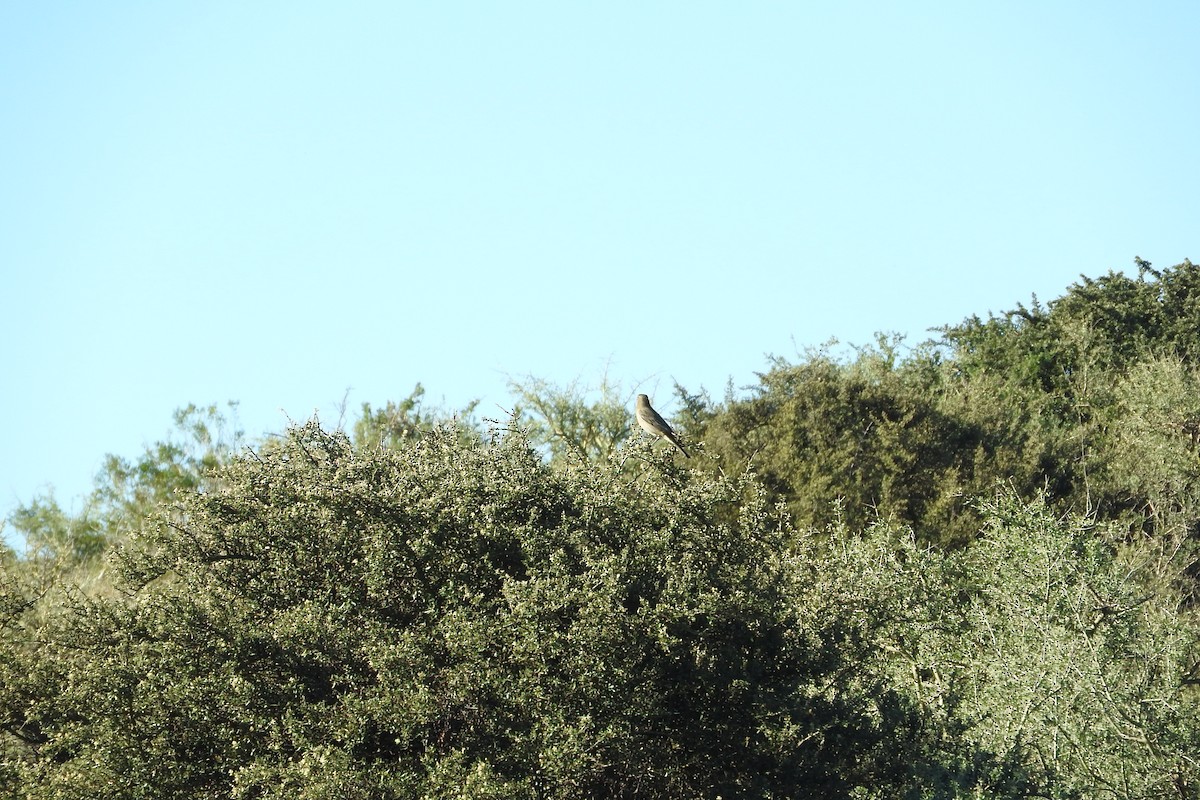 White-throated Cacholote - ML636360896