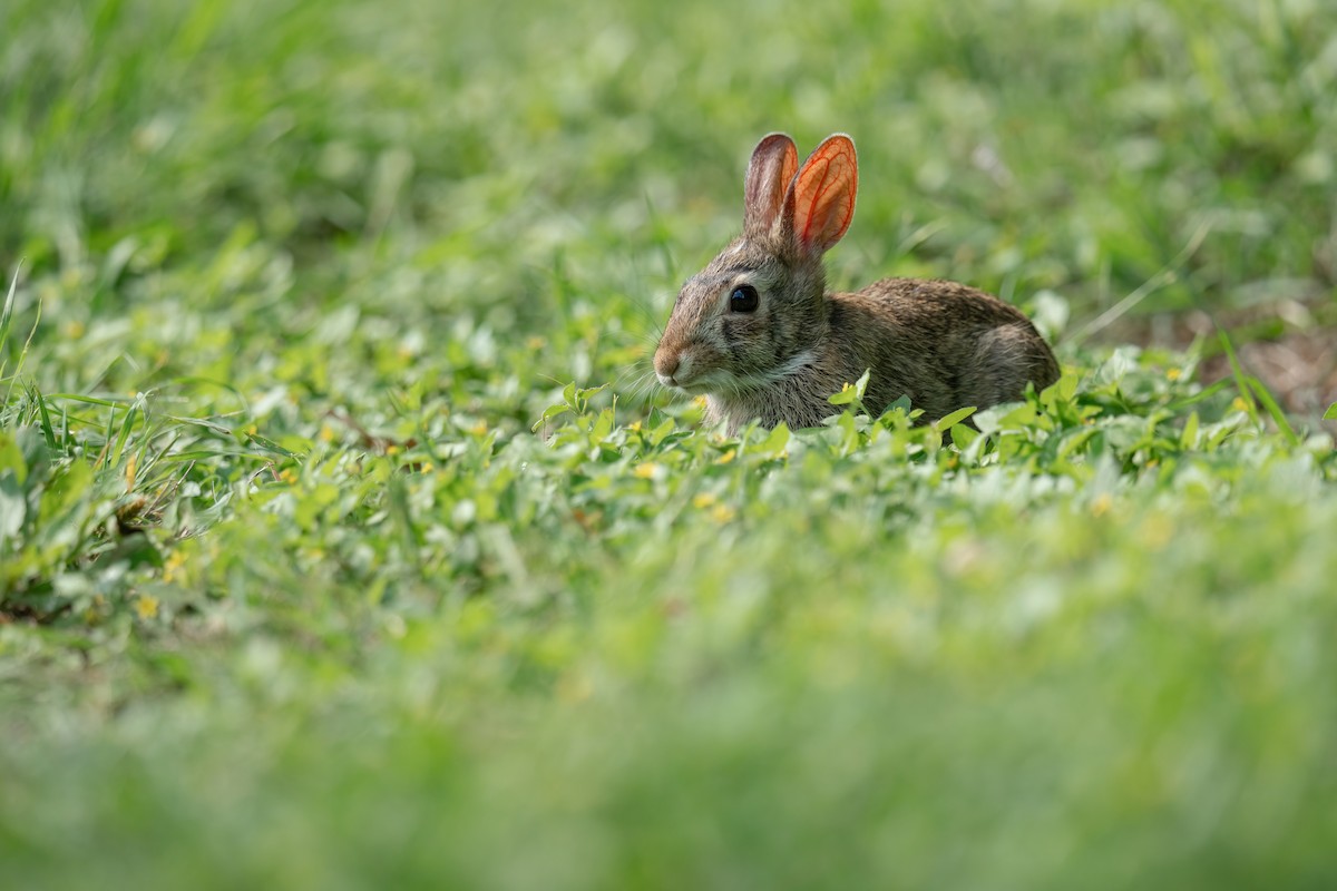 Cottontail Rabbits - ML636360914