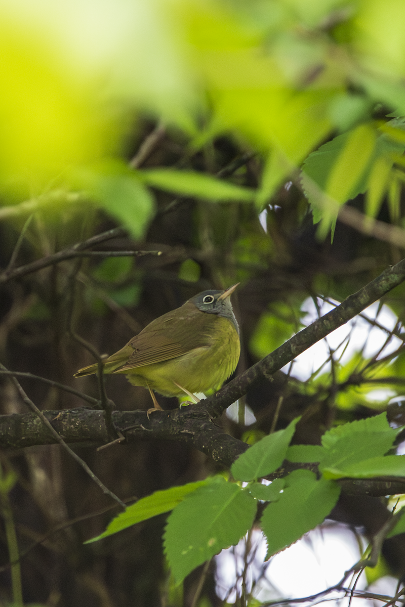 Connecticut Warbler - ML636360997
