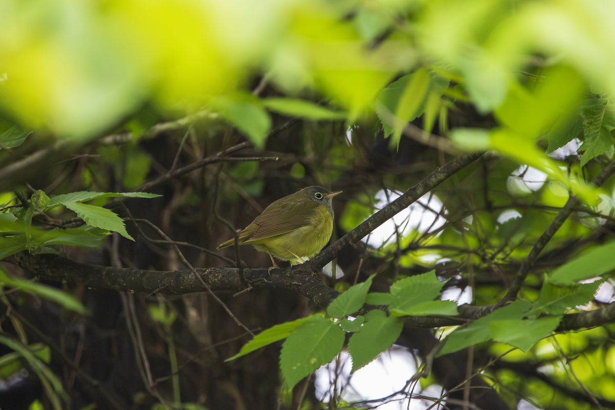 Connecticut Warbler - ML636360999