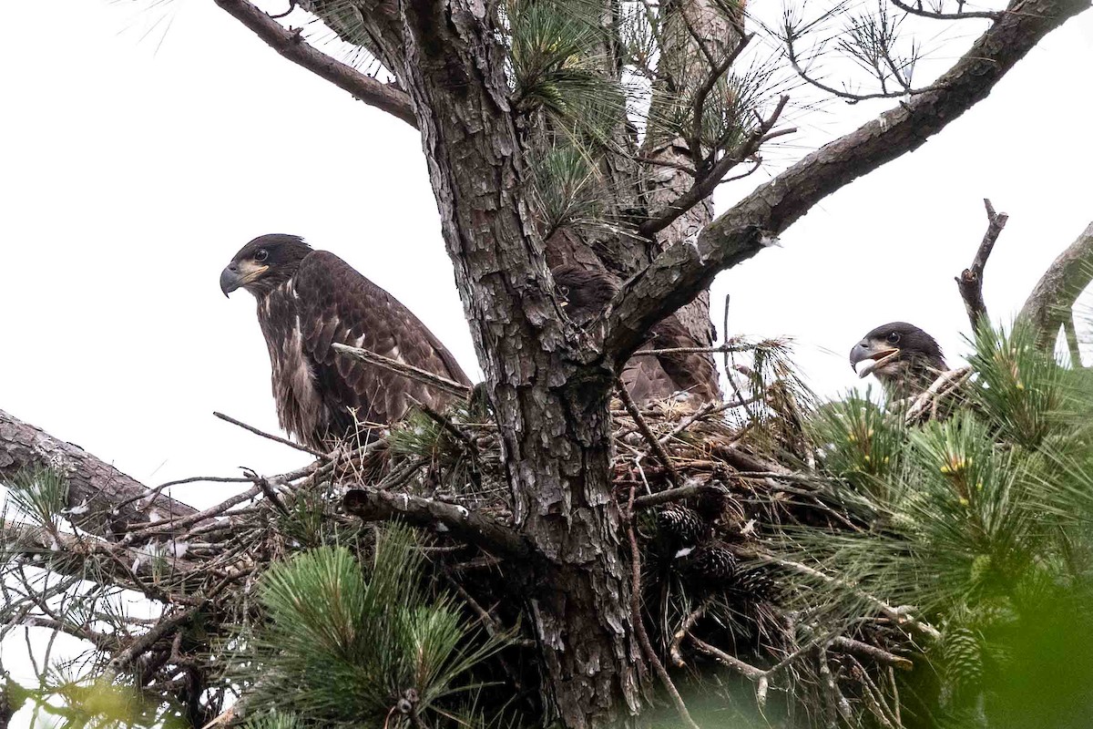 Bald Eagle - ML636361024