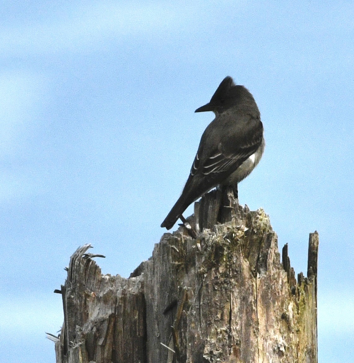 Olive-sided Flycatcher - ML636361054