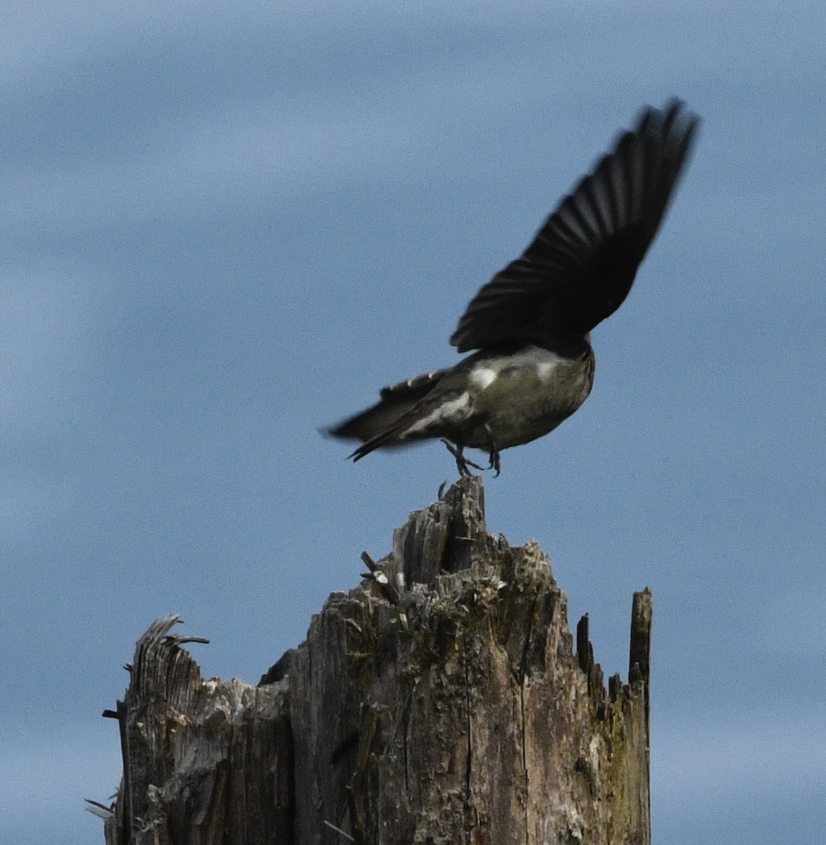 Olive-sided Flycatcher - ML636361055
