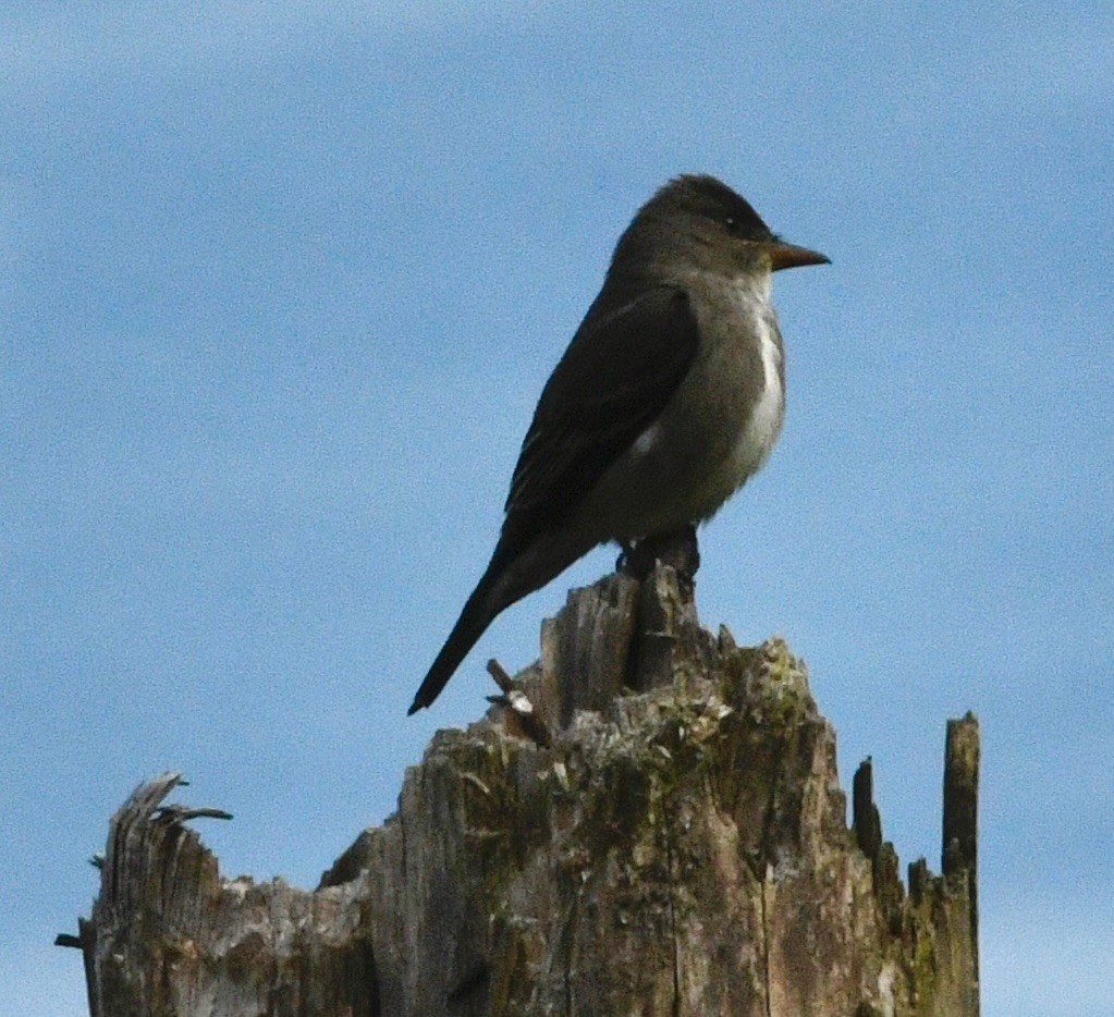 Olive-sided Flycatcher - ML636361056