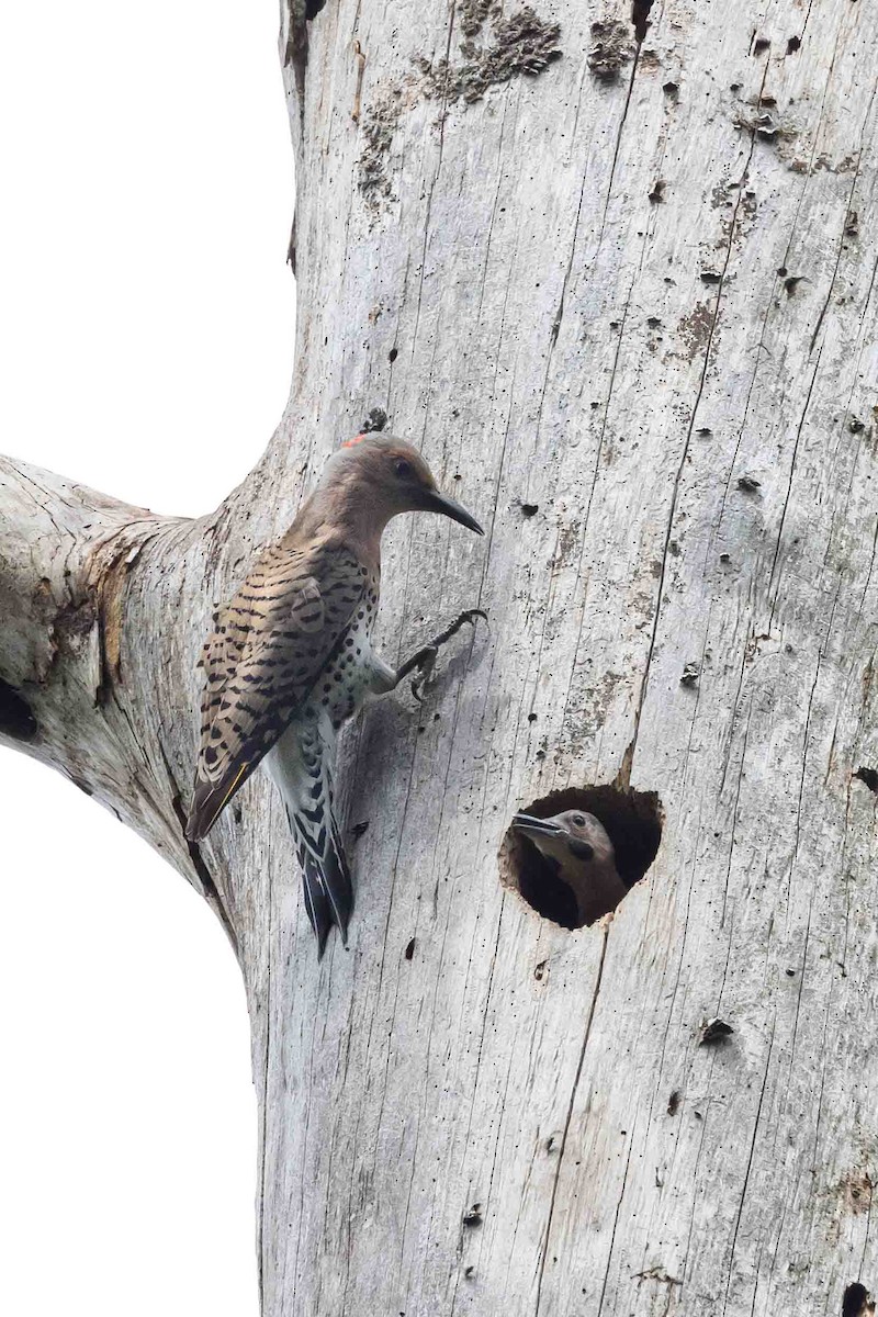 Northern Flicker - ML636361099