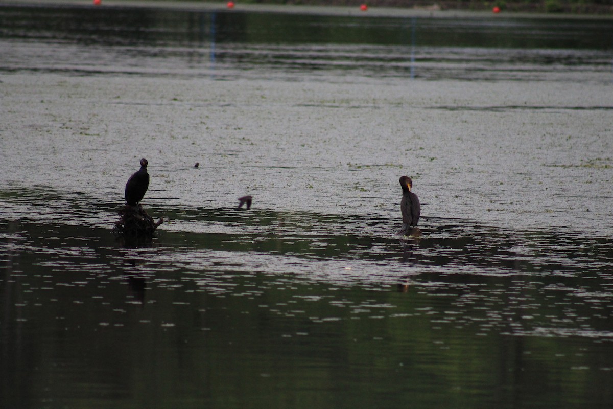 Double-crested Cormorant - ML636361101