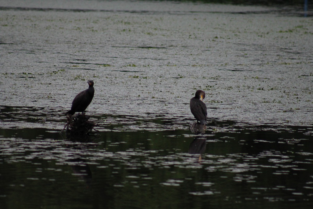 Double-crested Cormorant - ML636361102