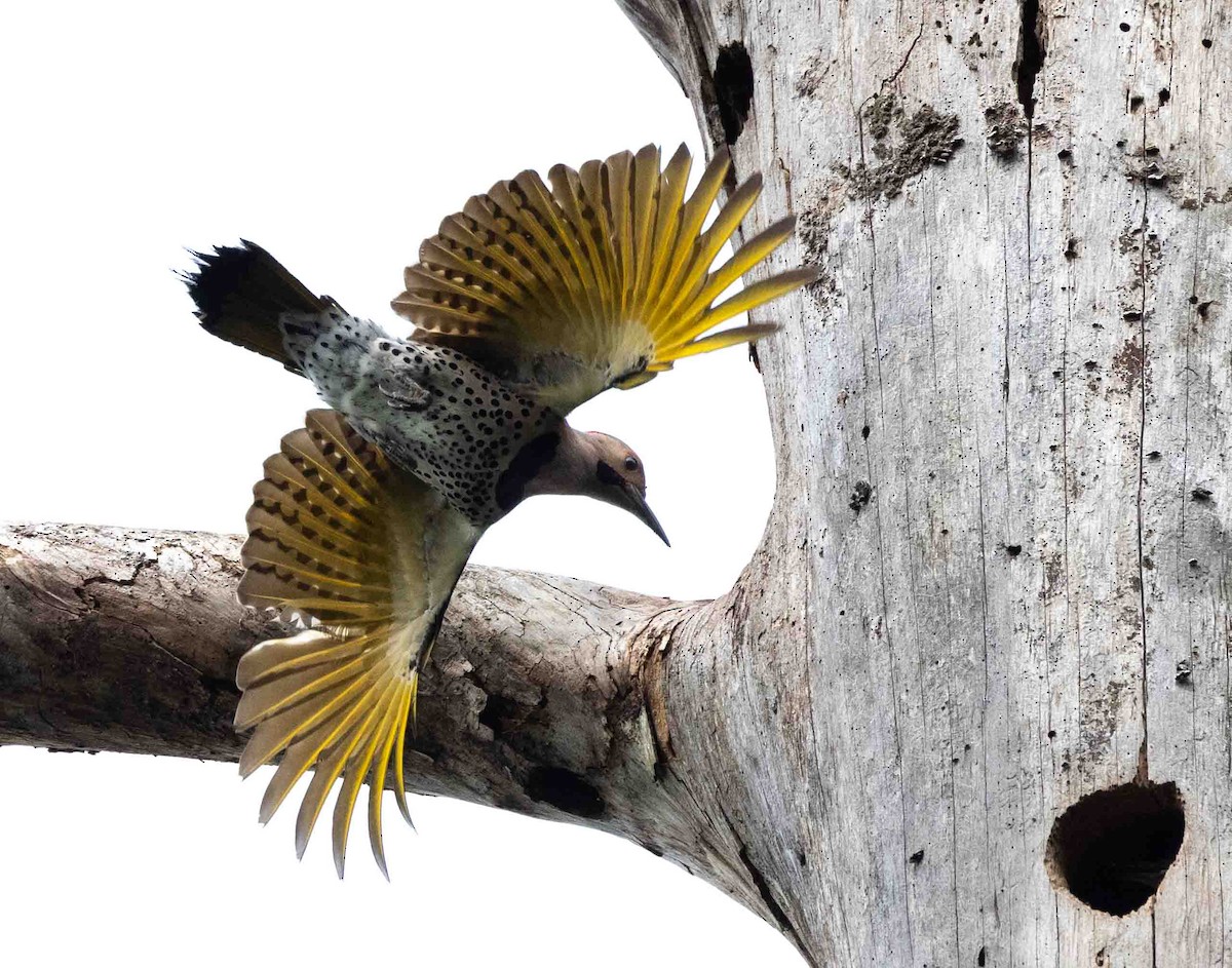 Northern Flicker - ML636361119