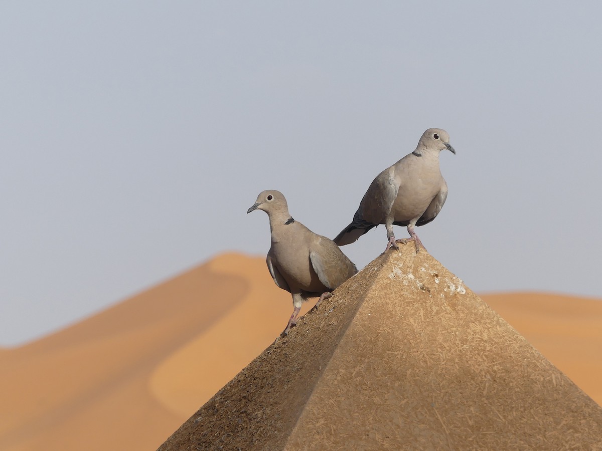 Eurasian Collared-Dove - ML636361159