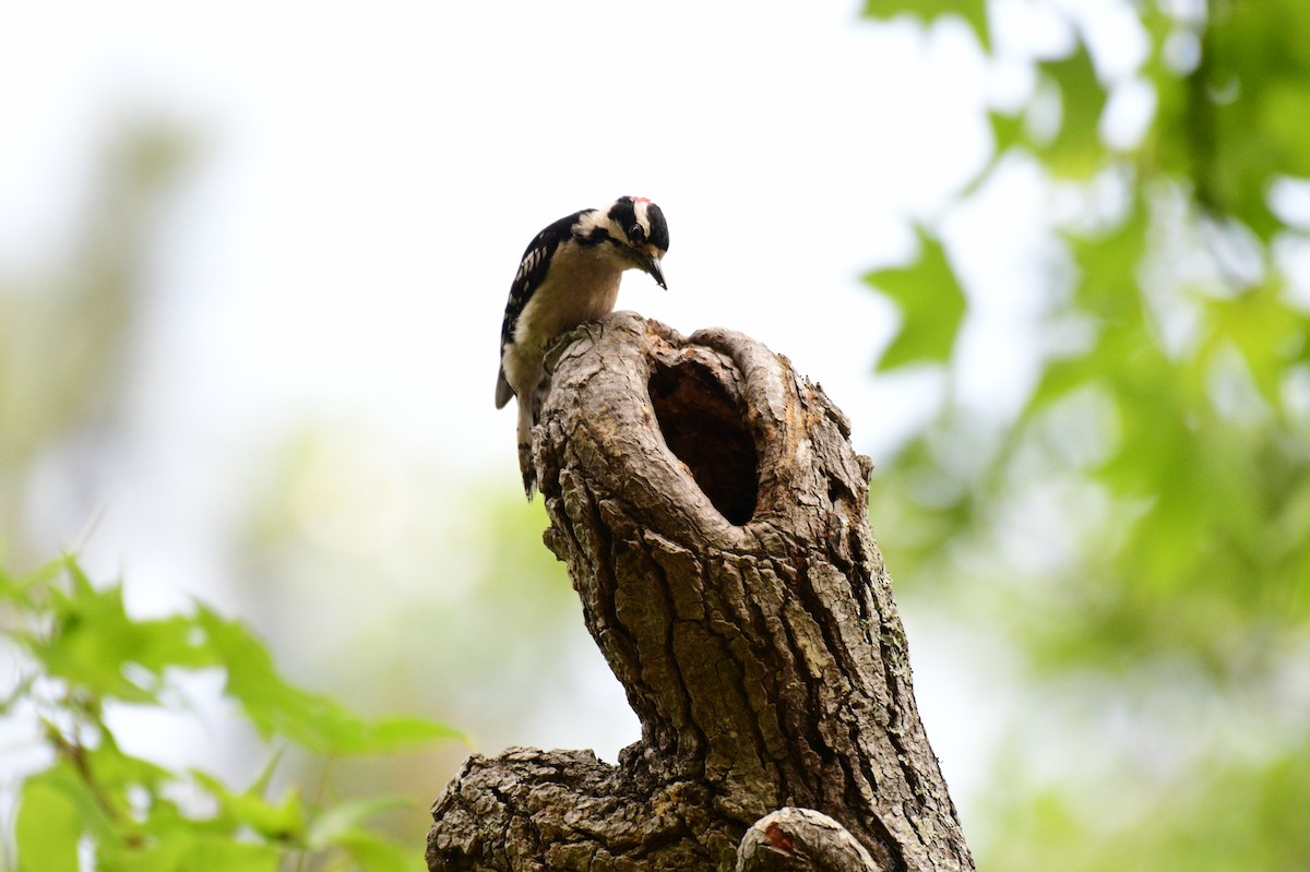 Downy Woodpecker - ML636361203