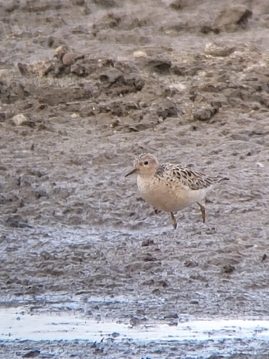 jespák plavý - ML636361216