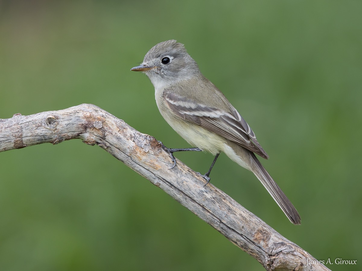 Dusky Flycatcher - ML636361253
