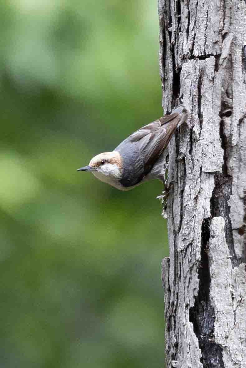 Brown-headed Nuthatch - ML636361277