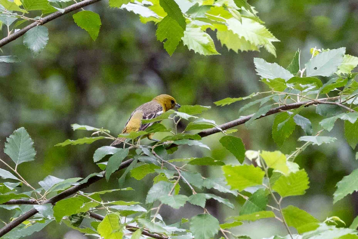 Orchard Oriole - ML636361283