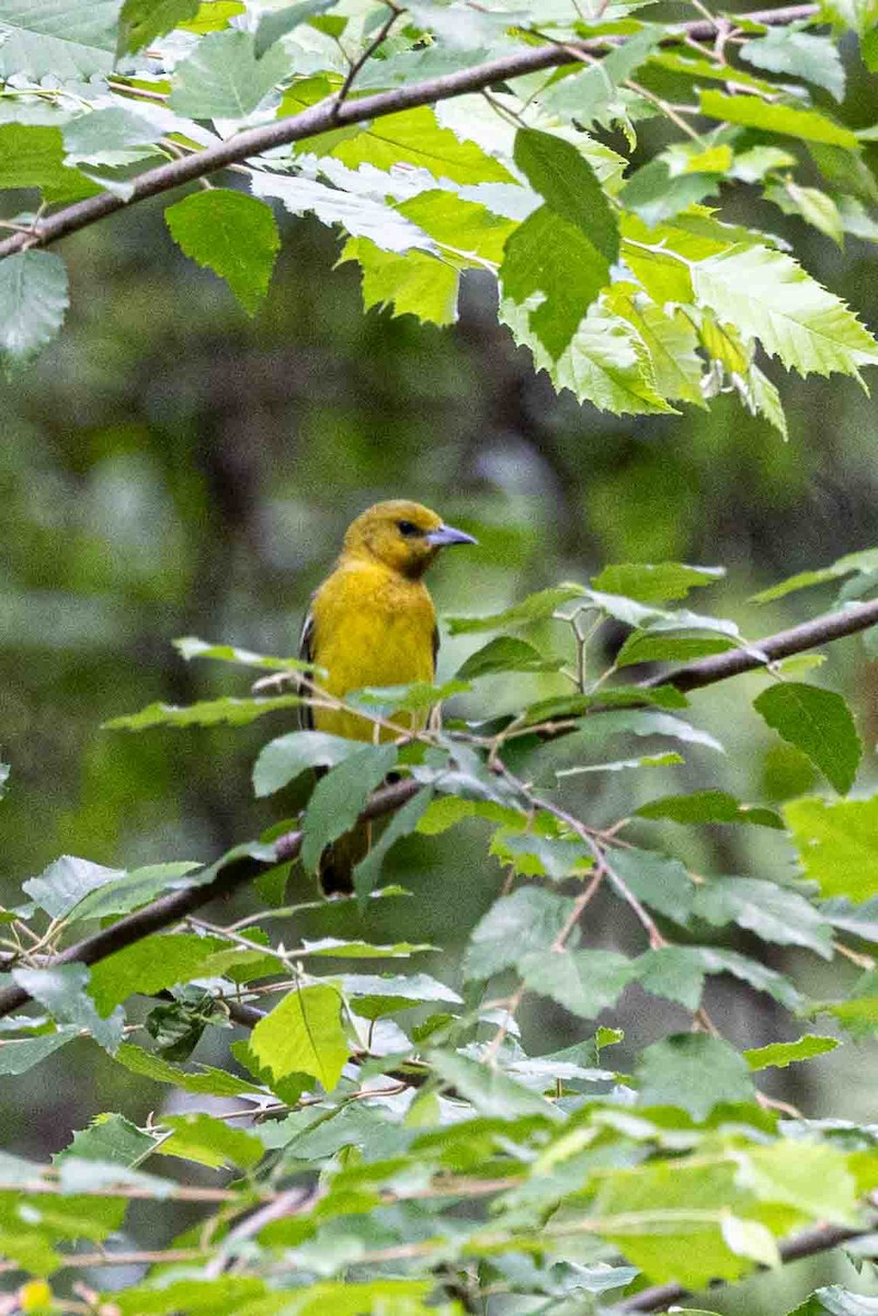 Orchard Oriole - ML636361287