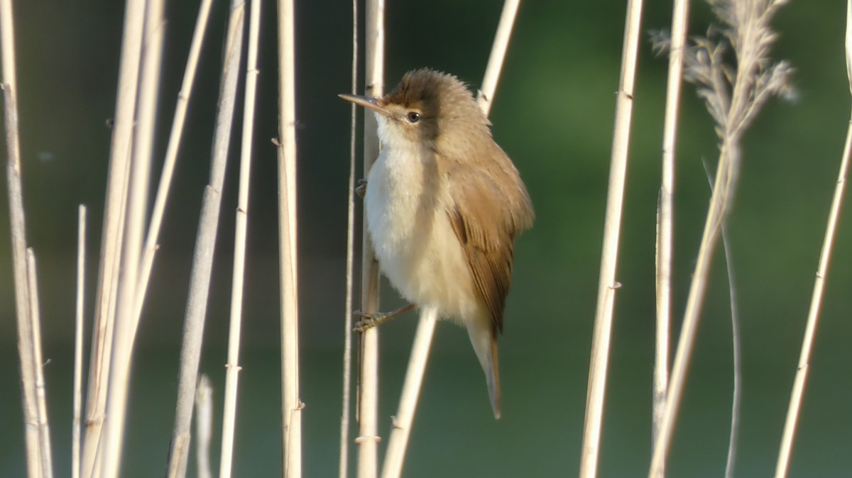 Common Reed Warbler - ML636361347