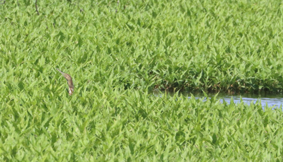 American Bittern - ML636361363