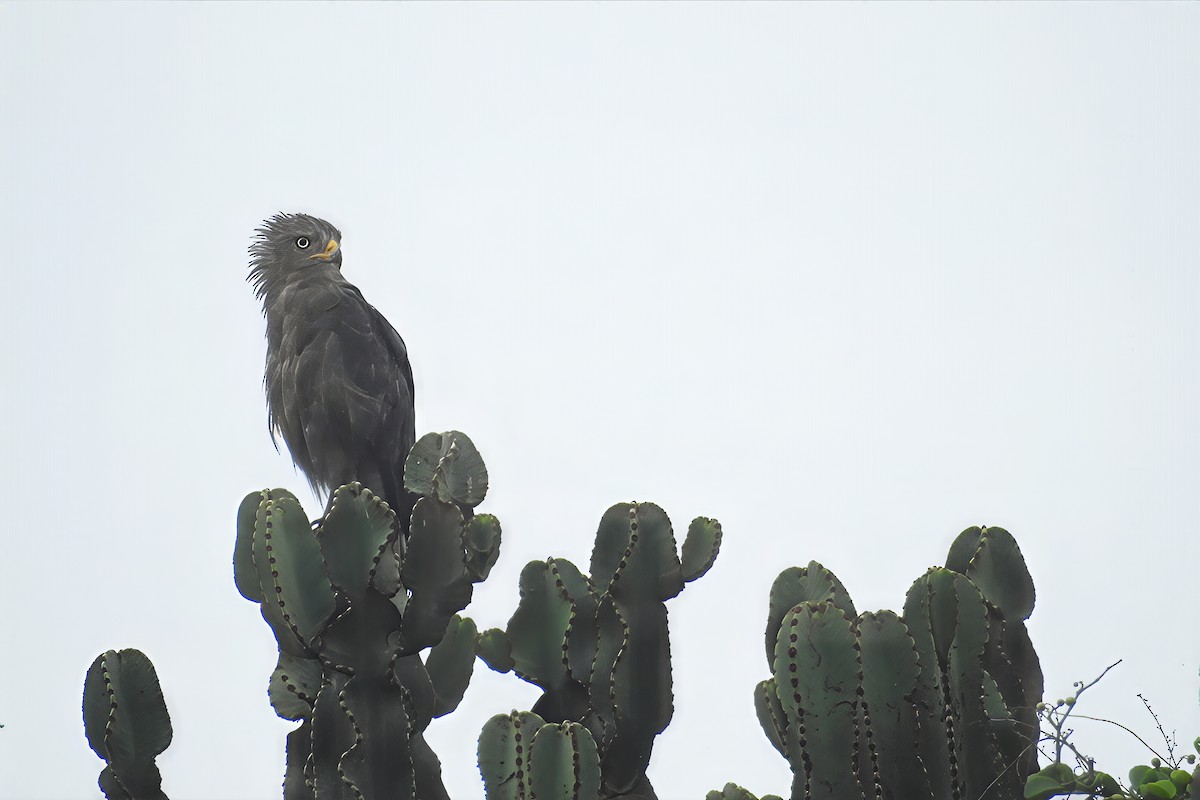Western Banded Snake-Eagle - ML636361373