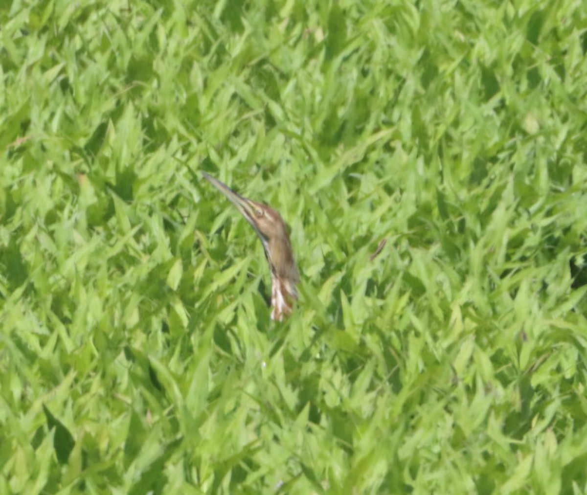 American Bittern - ML636361377