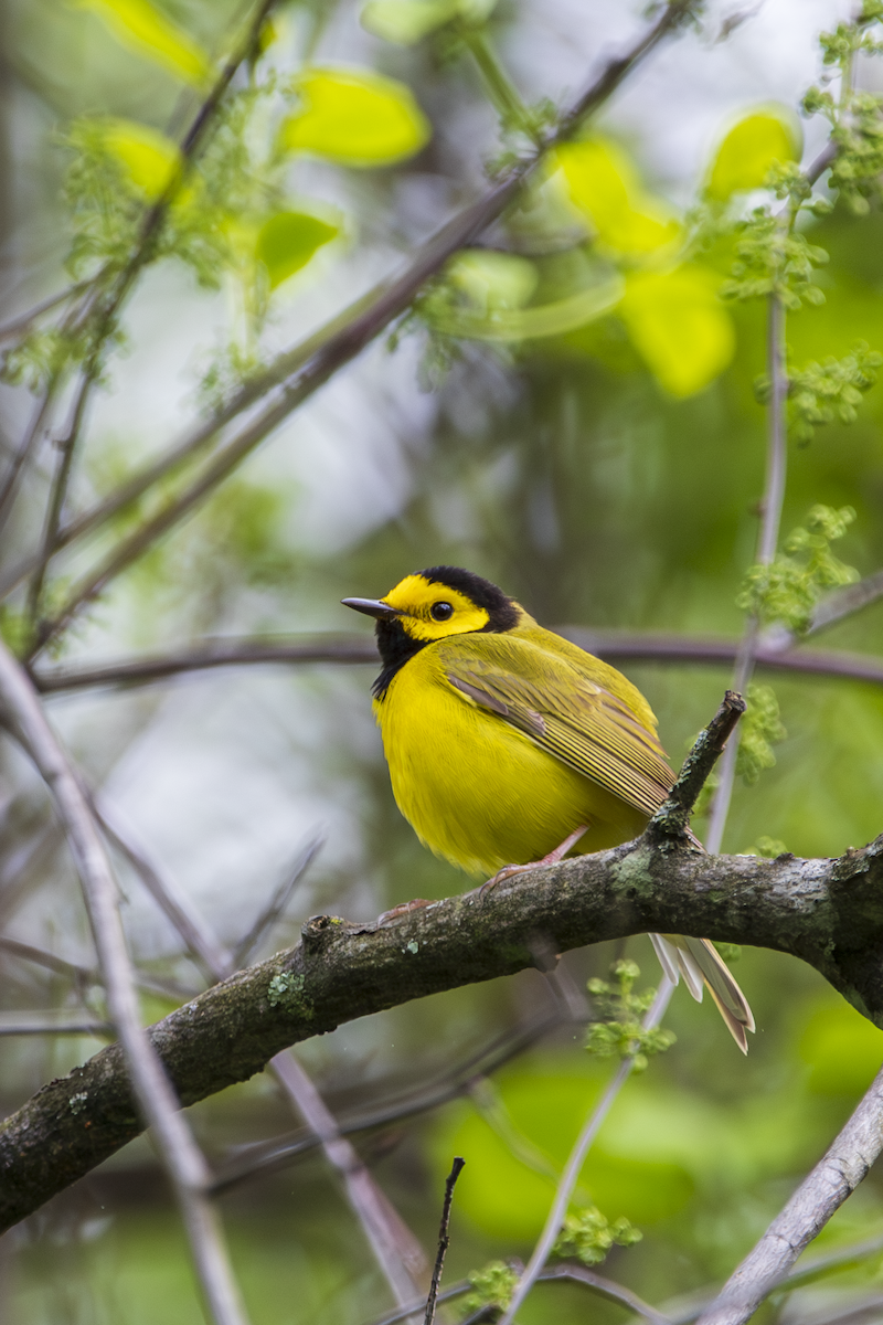 Hooded Warbler - ML636361387