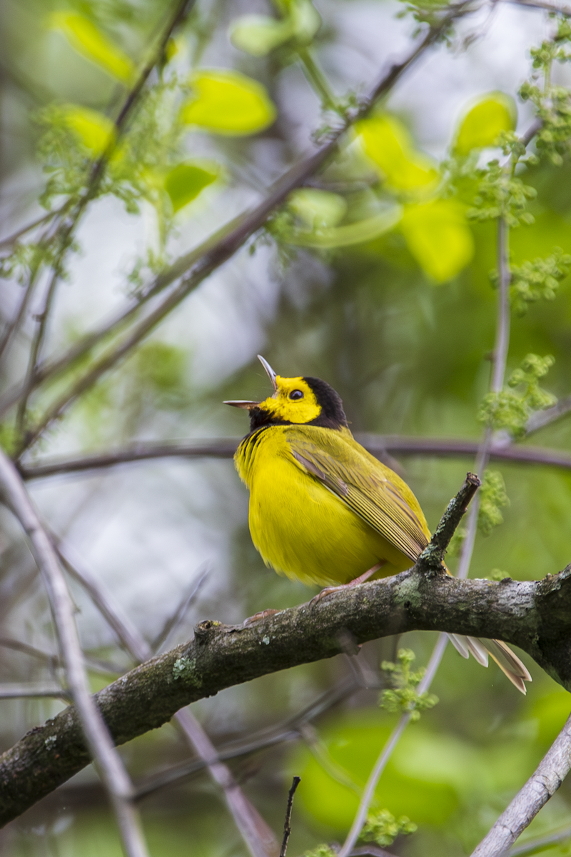 Hooded Warbler - ML636361388