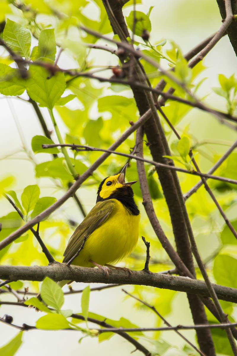 Hooded Warbler - ML636361389